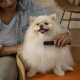 Fiskars Hrebeň kovový Pet Care 2009134