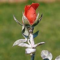 Múčnatka ruží