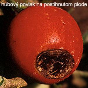 Hniloba špičiek plodov rajčiakov