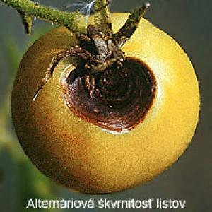 Hniloba špičiek plodov rajčiakov