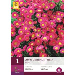 Astra DUMOSUS JENNY "B"