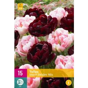 Tulipán Sweet Desire Mix "E"