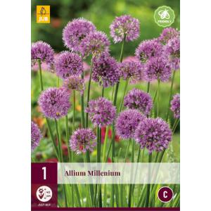 Cesnak okrasný ALLIUM MILLENIUM "C"