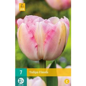 Tulipán Finola "C"