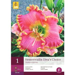 Ľaliovka DIVA'S CHOICE "D"