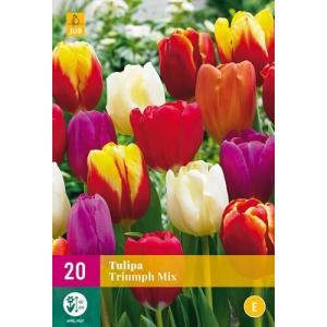 Tulipán Triumph Mix "E"