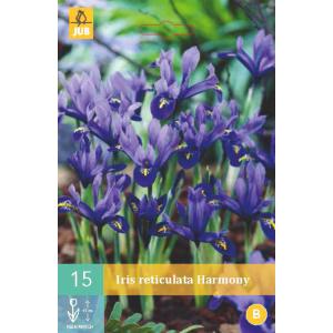 Kosatec Iris Harmony "C"