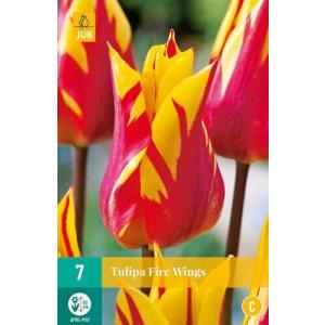 Tulipán Fire Wings "C"