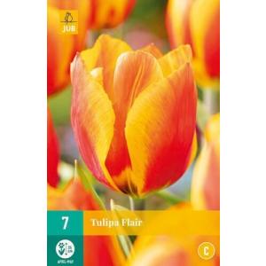 Tulipán Flair "C"