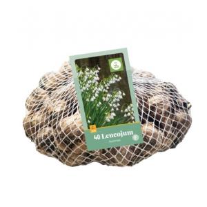 Bledule Leucojum Aestivum 40 cibulí