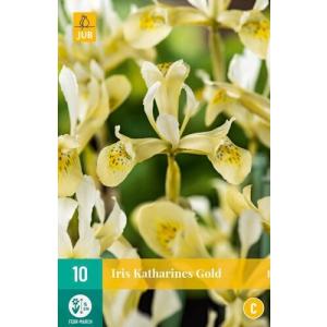Kosatec Iris Katharines Gold "C"