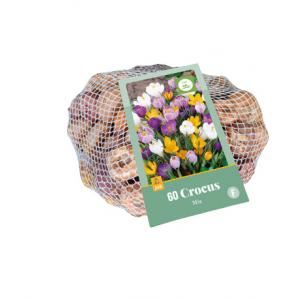Krokus Mix 60 cibulí