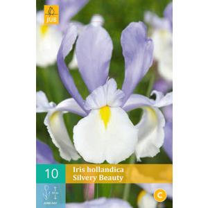 Kosatec Iris Silvery Beauty "B"