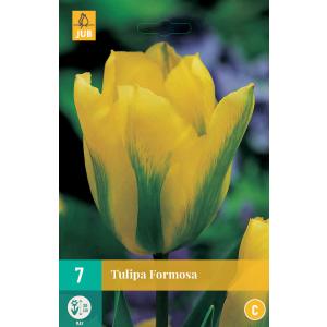 Tulipán Formosa "C"