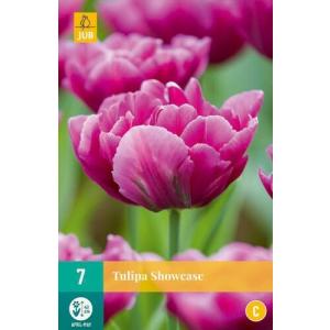Tulipán Showcase "C"