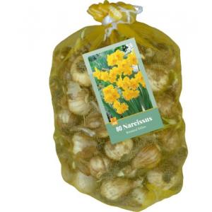 XXL Narcis Botanical Yellow 80 cibulí