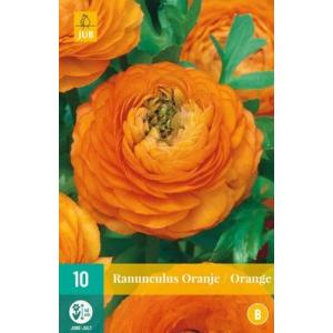 Iskerník Ranunculus Orange "B"
