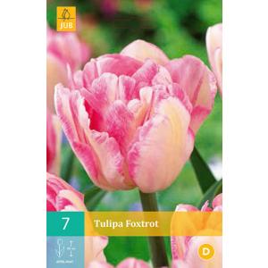 Tulipán Foxtrot "C"