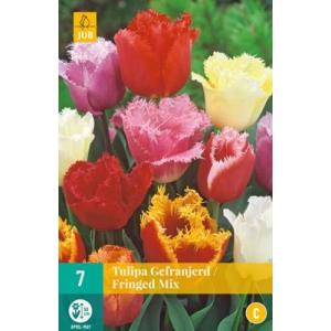 Tulipán Fringed Mix "C"