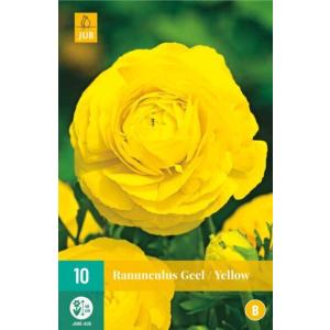 Iskerník Ranunculus Yellow "B"