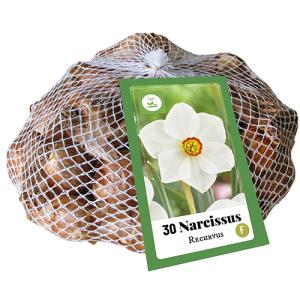 XXL Narcis Recurvus 30 cibulí