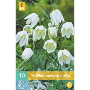 Korunkovka Fritillaria Meleagris Alba "C"
