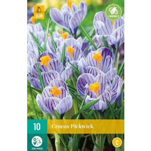 Krokus Pickwick "C"