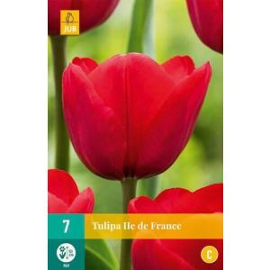 Tulipán Ile de France "C"