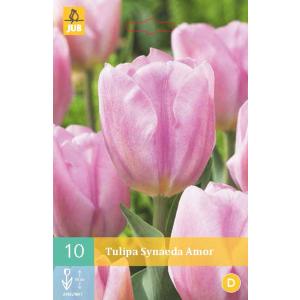 Tulipán Synaeda Amor "C"