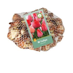 Tulipán Pink Red 80 cibulí