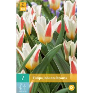 Tulipán Johann Strauss "C"