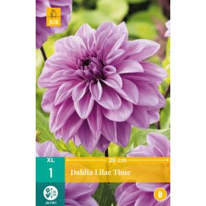 Georgína LILAC TIME "B"