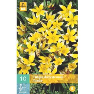 Tulipán Tarda Dasystemon "B"