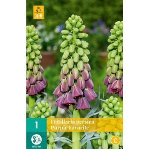 Korunovka Fritillaria Persica Purple Favorite "C"