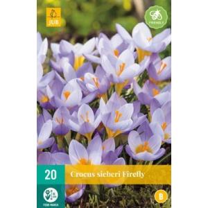 Krokus Sieberi Firefly "B"