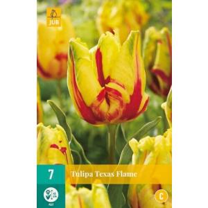 Tulipán Texas Flame "C"