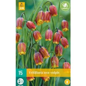 Korunkovka Fritillaria Uva Vulpis "B"