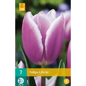 Tulipán Librije "C"