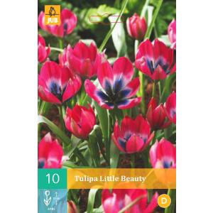 Tulipán Little Beauty "B"