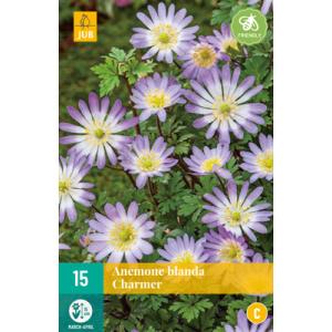 Veternica Anemone Blanda Charmer "C"