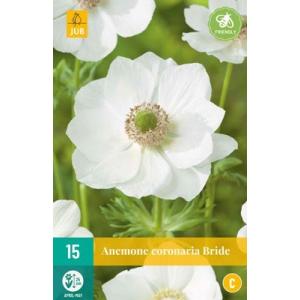 Veternica Anemone Coronaria Bride "C"