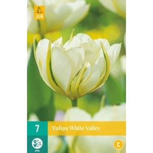 Tulipán White Valley "C"