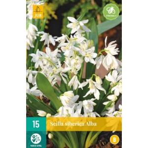 Ladoňka Scilla Siberica Alba "B"