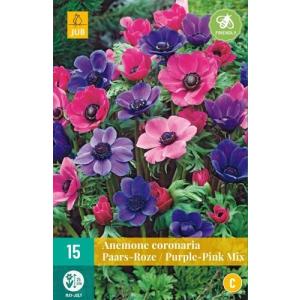 Veternica Anemone Coronaria Puprle Pink "C"