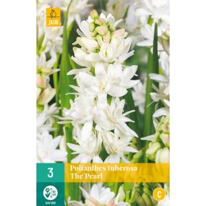 POLIANTHES TUBEROSA THE PEARL "C"
