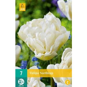 Tulipán Northcap "C"