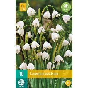 Bleduľa Leucojum Aestivum "C"