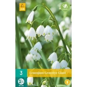Bleduľa Leucojum Gravetye Giant "B"