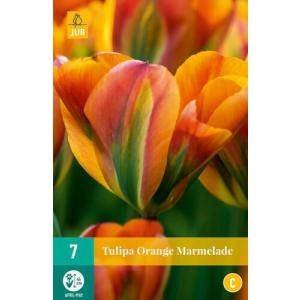 Tulipán Orange Marmelade "C"