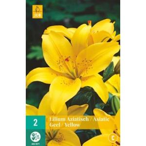 Ľalia Asiatic Yellow "C"
